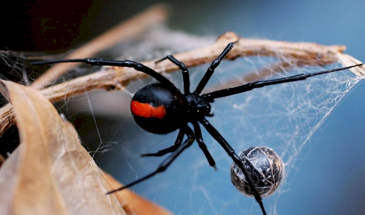 Experts are here to take care of Spider Infestation