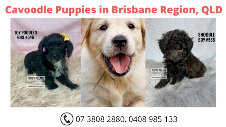 Buy Cavoodle Puppies in Brisbane Region, QLD - Puppy Palace
