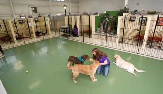 7 Things You Should Know About Dog Boarding Requirements