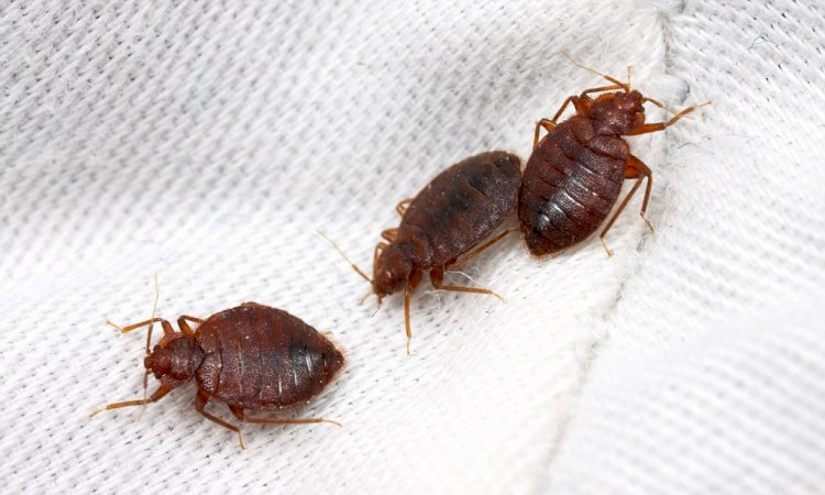 6 Common Reasons for Pest Infestation in Your Home