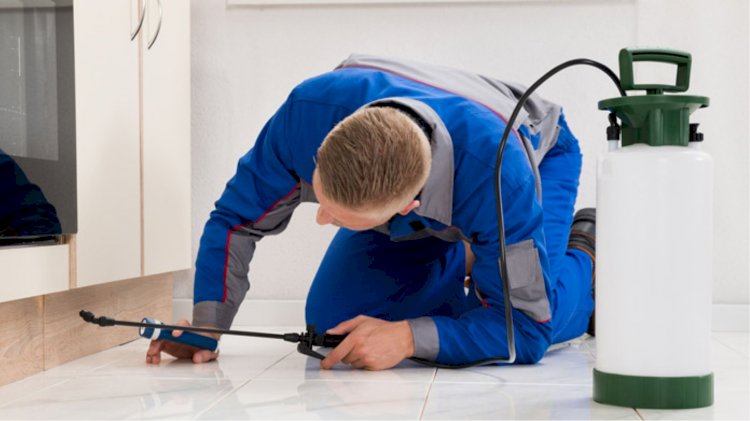 Why Is Important To Choose Organic Pest Control Services