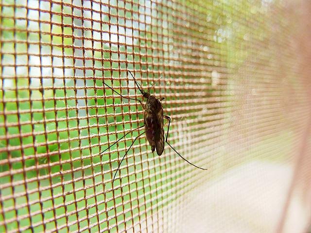 How Can You Keep Mosquitoes Away From You And Your Home?