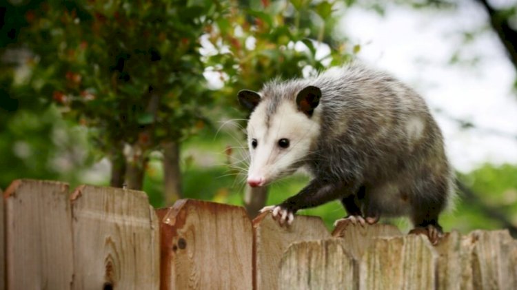 How To Remove Dead Possum From Your Roof?