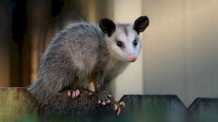 Possum Removal And Why You Should Trust The Professionals To Get Rid Of Them For You