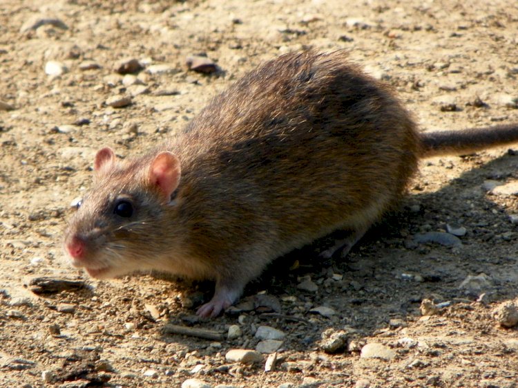 How To Control Rodents Invasion These Summers?