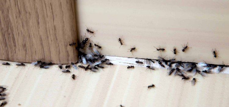 Top Pest Control Services For Ants