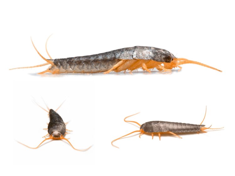 Pervasion Signs of Silverfish