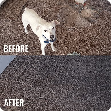 Pet Damage Carpet Repair in Sunshine Coast