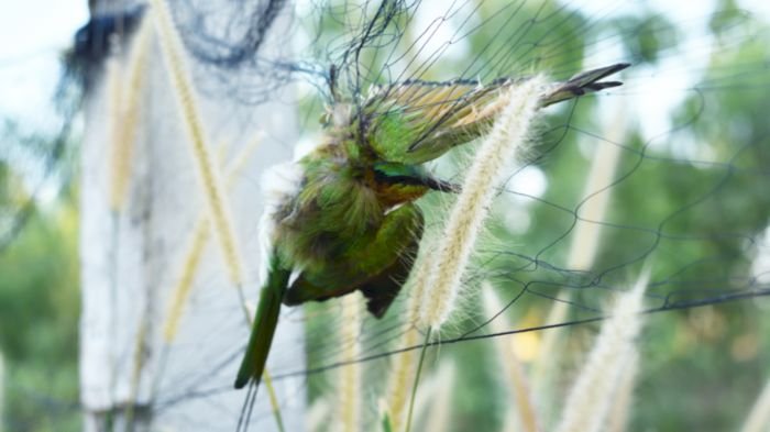 The Complete Guide to Bird Netting and How it Protects Your Garden