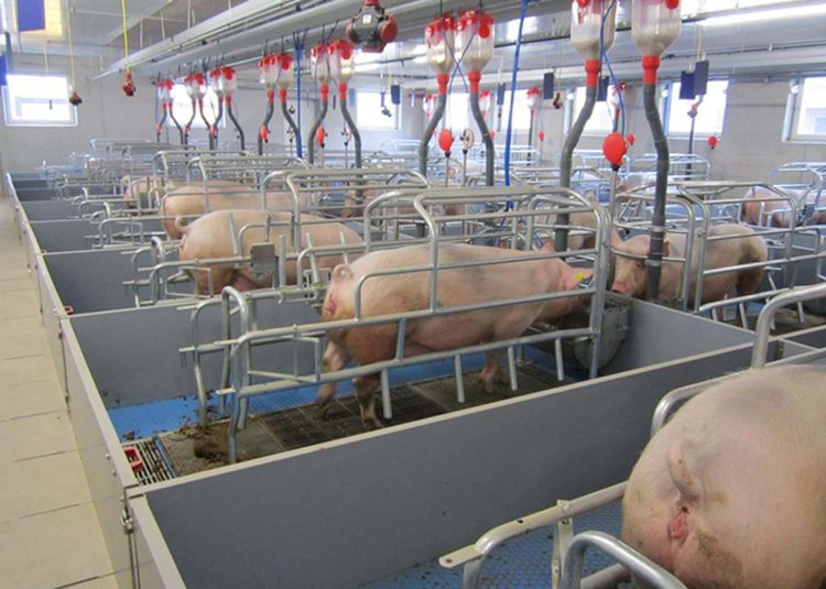 Feeding Systems for Swine