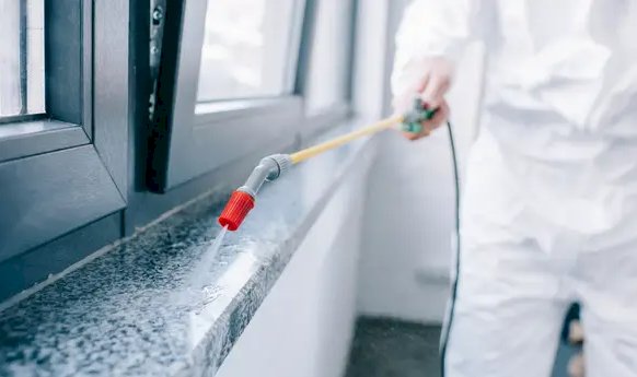 DIY Pest Control Vs. Hiring A Pest Control Company: What’s The Difference?