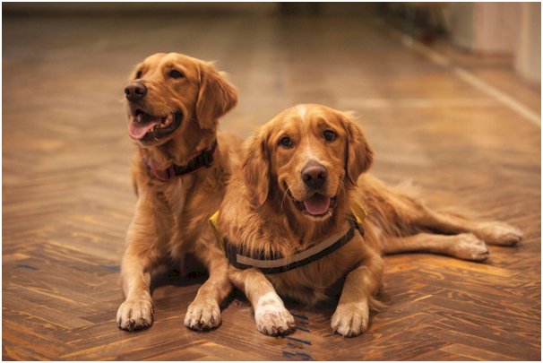 Training Your Canine Companion to Assist with Household Cleanliness