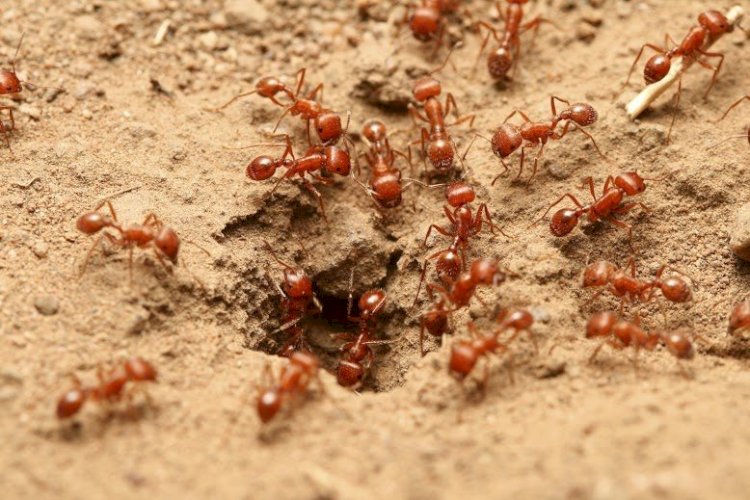 Reasons For The Continuous Infestation Of Ants In Your Homes