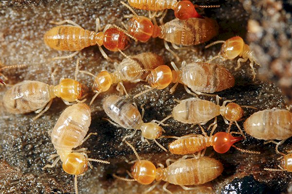 How To Get Rid Of The Termite Problem At Home