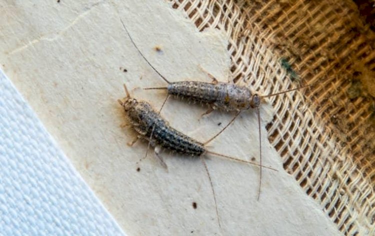 Top 5 Reasons to Hire Professional Silverfish Removal Services