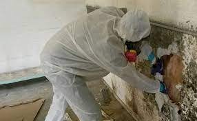 Get to Know The Types Of Mould Cleaning Service 