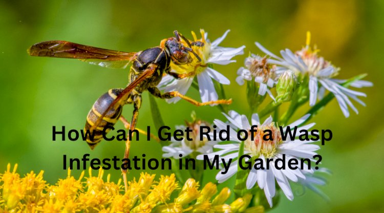 How Can I Get Rid of a Wasp Infestation in My Garden?