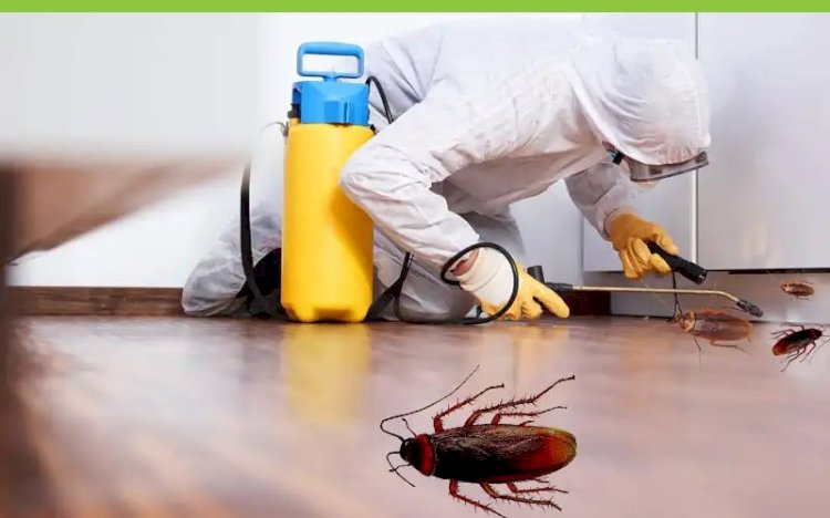 Natural Pest Control Methods for a Healthier Home