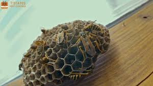 Effective Wasp Control in Melbourne – Stay Safe with Expert Help