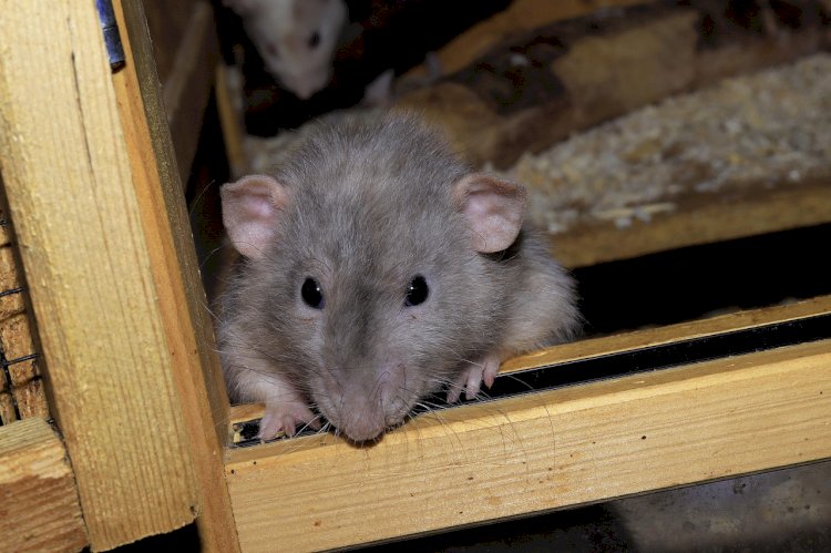 Rodent Control Sydney: Reclaiming Your Space